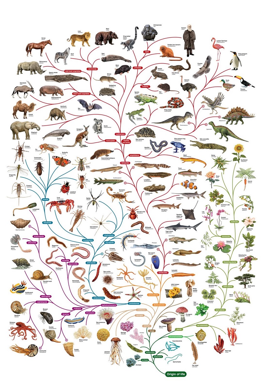 эволюция дерево Дарвина